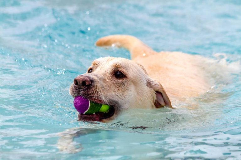 lab swimming