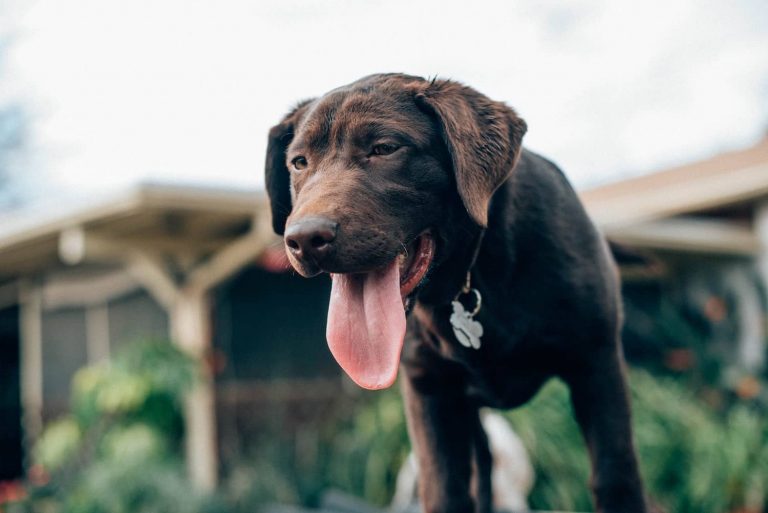 laryngeal paralysis in dogs