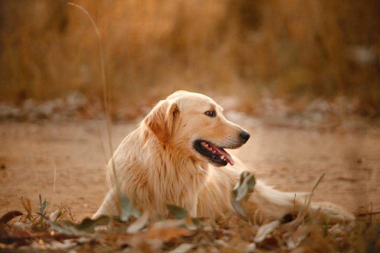 lipoma in dogs