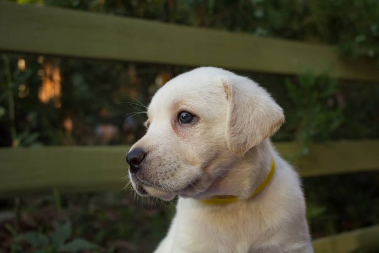 coccidia in dogs