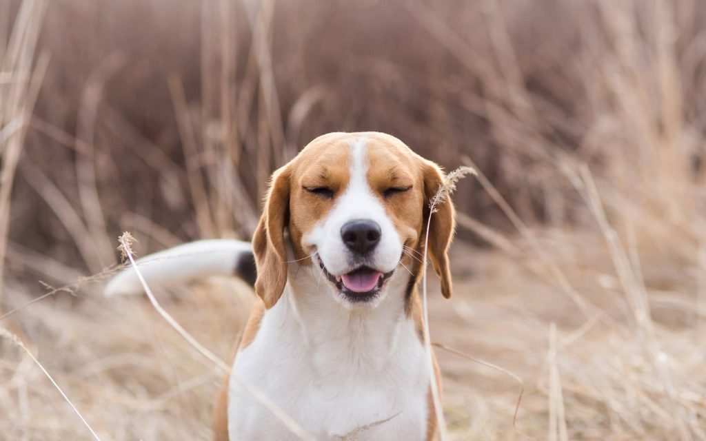 reverse sneeze in dogs