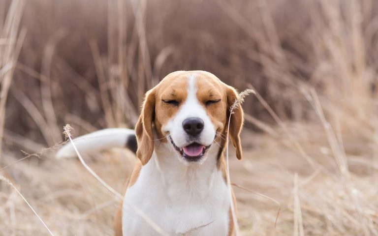 reverse sneeze in dogs