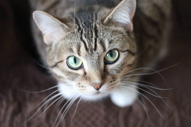 saddle thrombus in cats