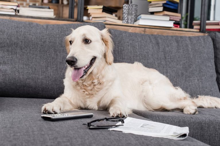 dog on couch