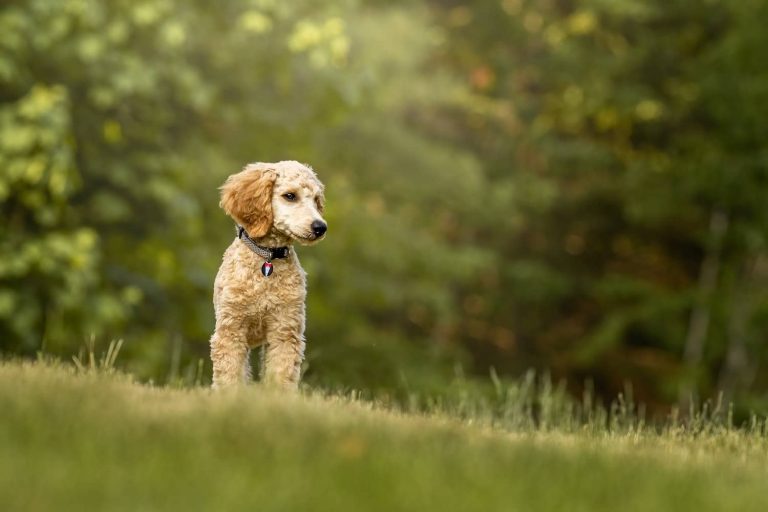 salivary mucocele in dogs