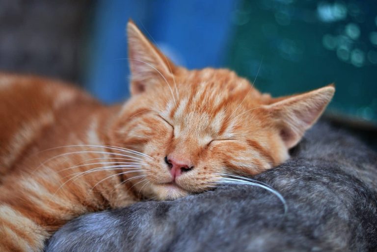 urinary blockage in cats