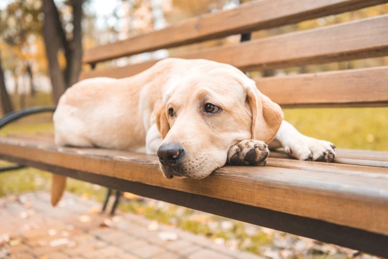yellow lab