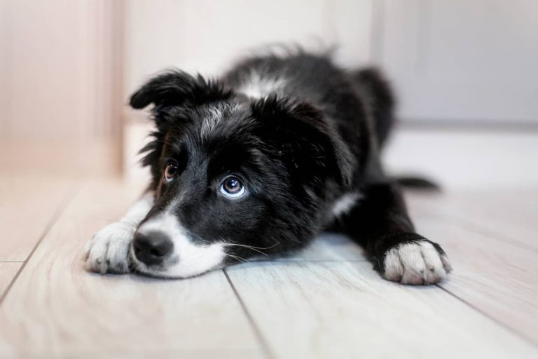 border collie