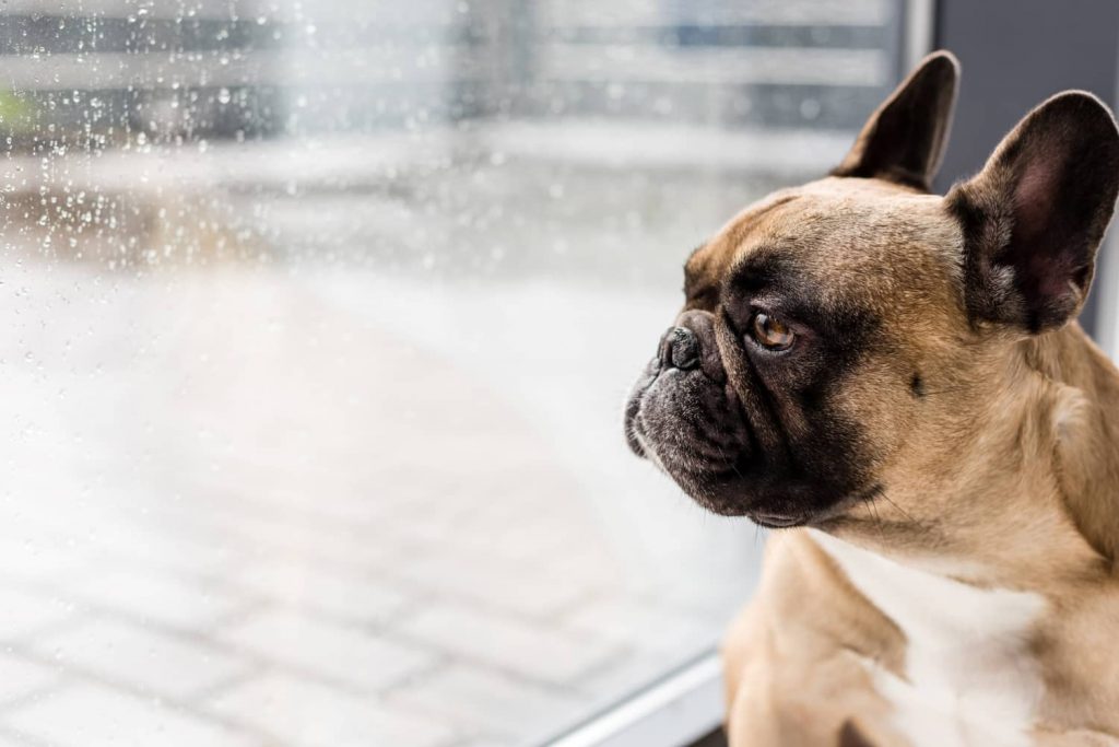 hiatal hernia in dogs