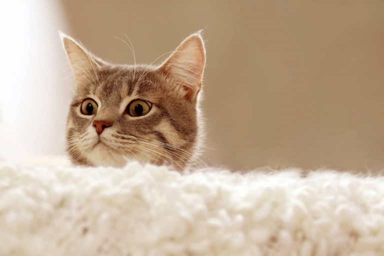 cat acne