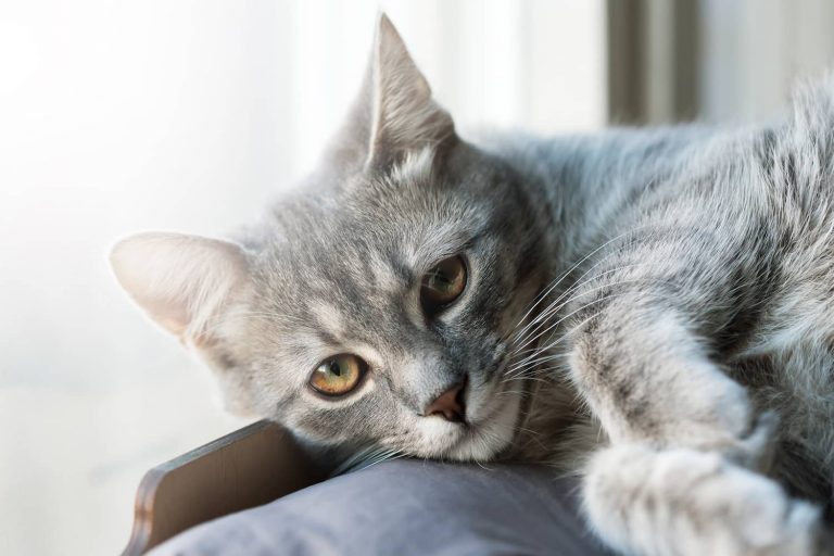 cat resting