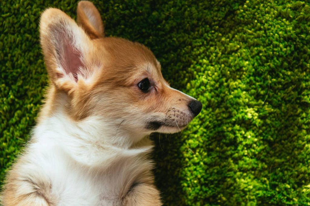 corgi dog