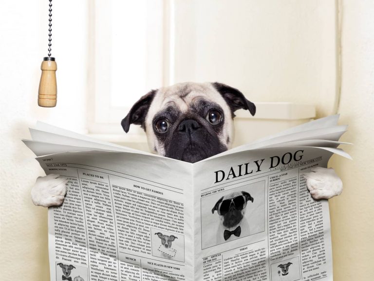 bloody diarrhea in dogs