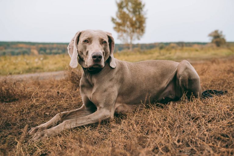 food poisoning in dogs
