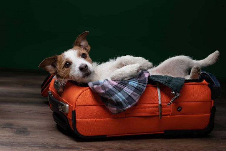 dog with luggage