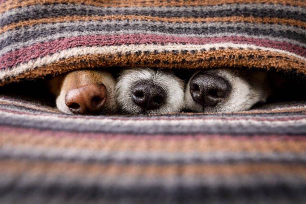 dog nose