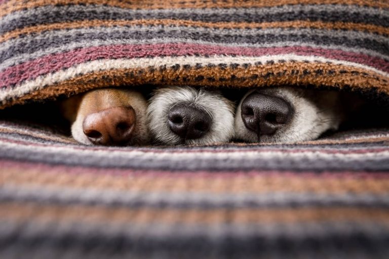 dog nose