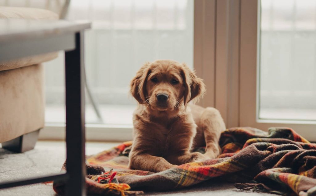 golden retriever