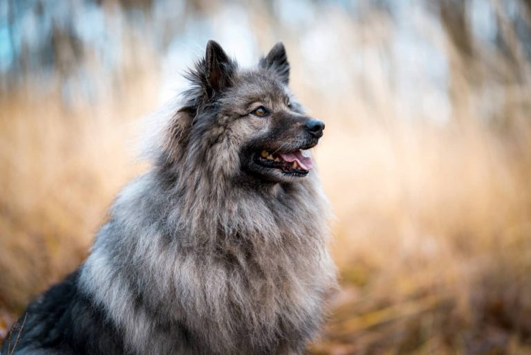 keeshond