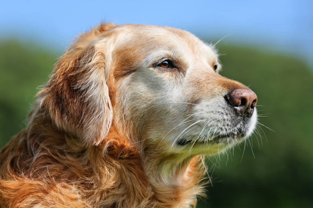 signs of dementia in dogs