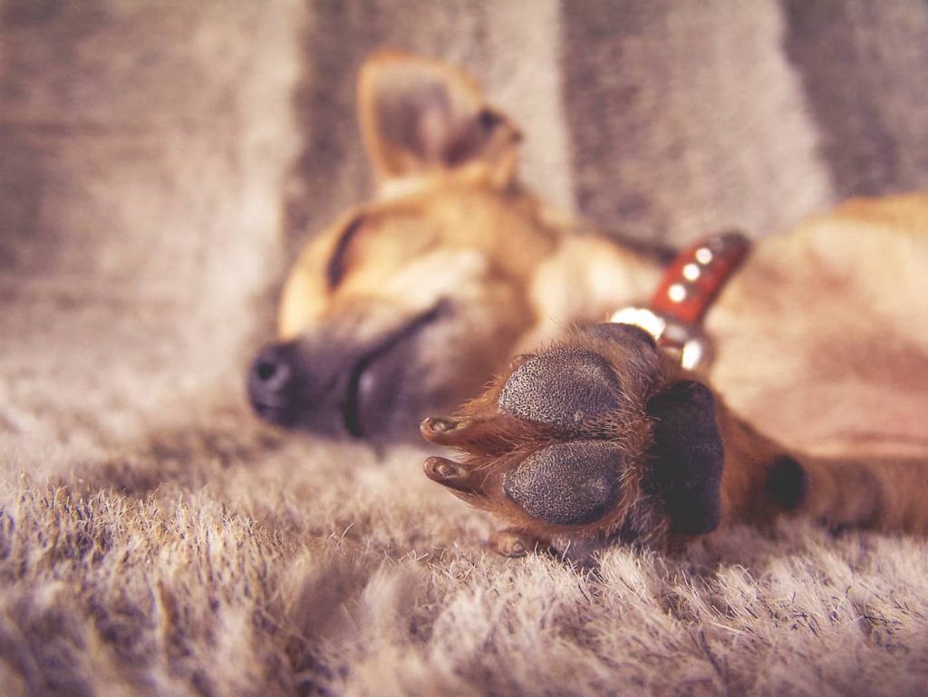 dog paw and nails