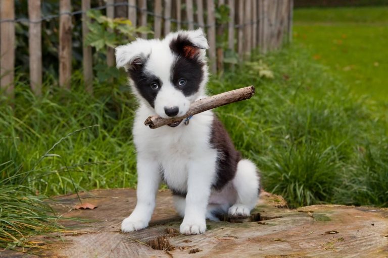 puppy