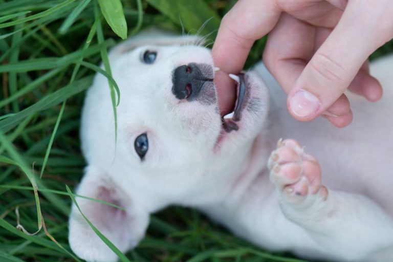 puppy teeth