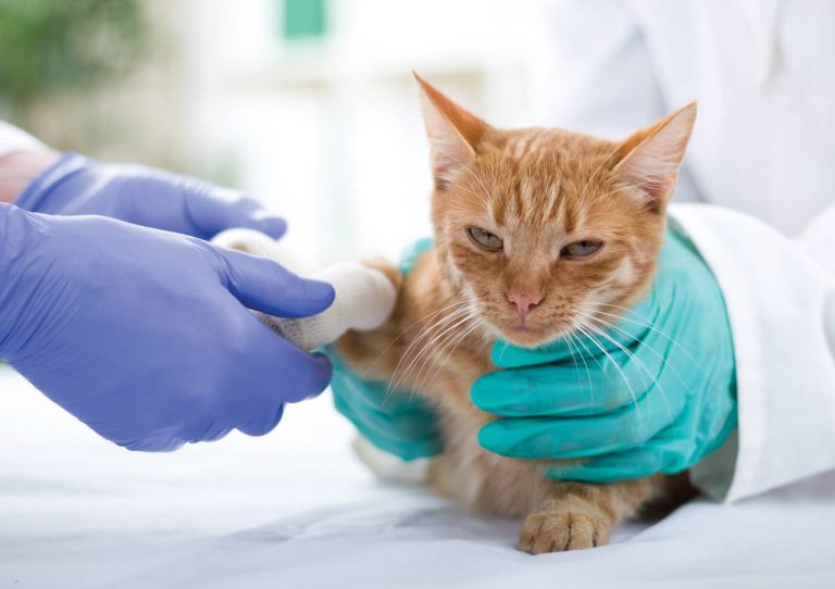 sick cat