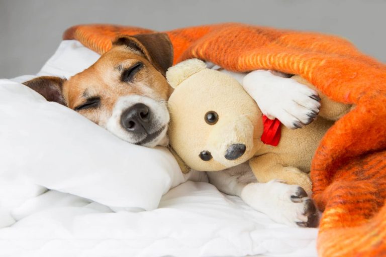 How to tell if your dog is sick