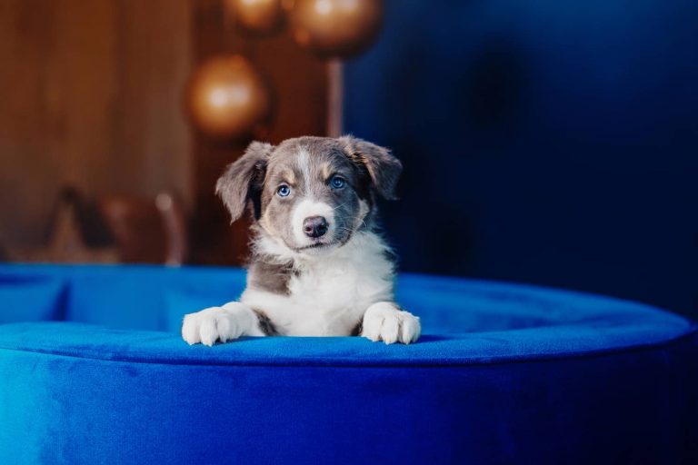 border collie puppy