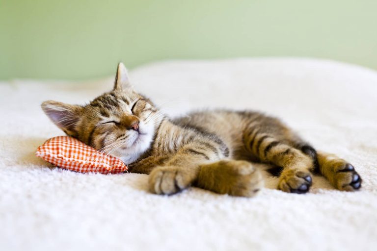 cat asleep