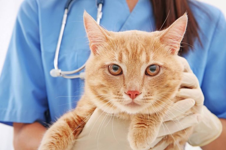 cat at vet