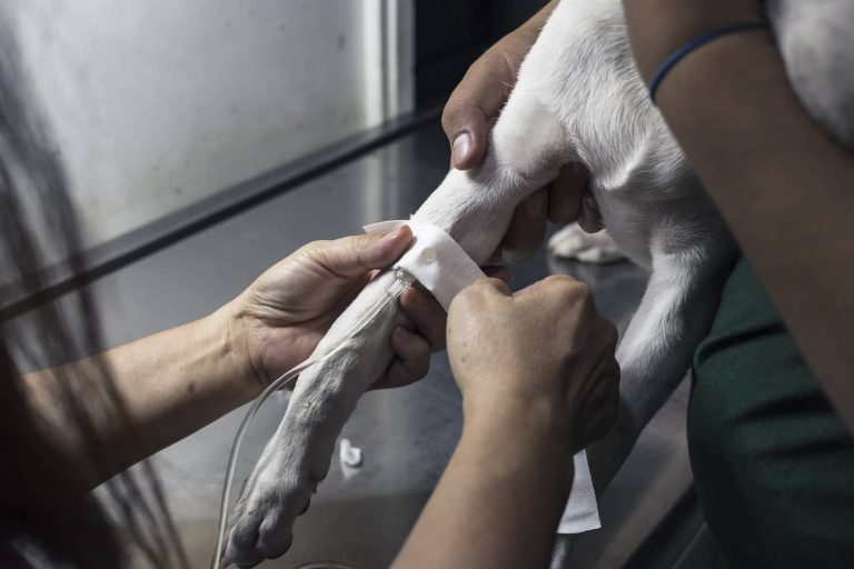 signs of dehydration in dogs