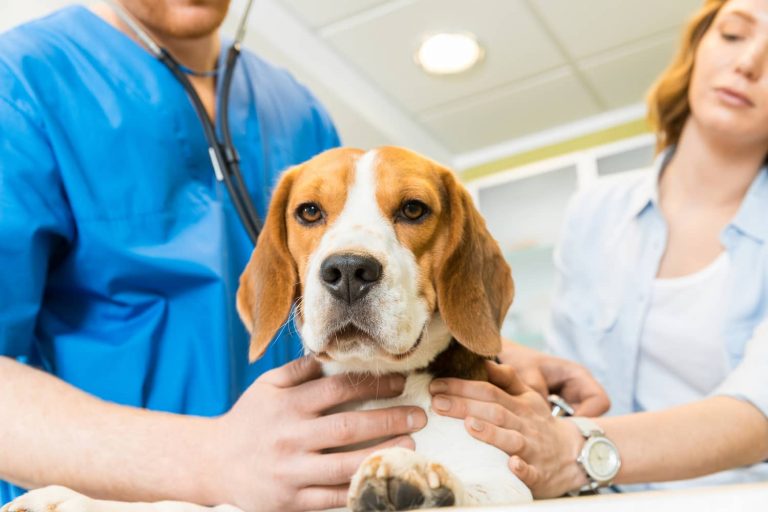 dog at veterinarian