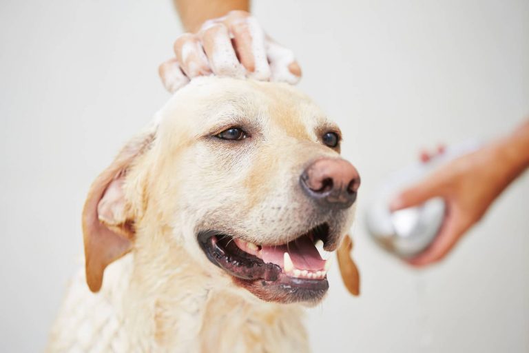dog shampoo