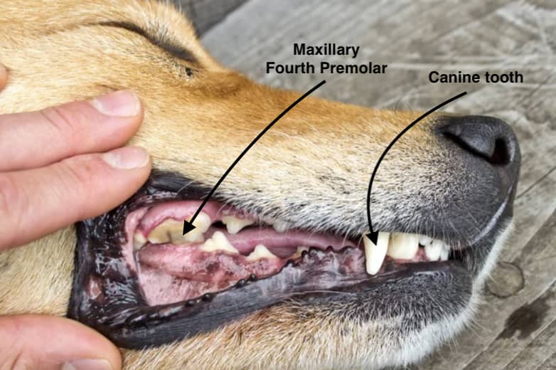Causes Of Swollen Eyes In Dogs | Kingsdale Animal Hospital