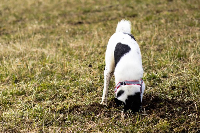 dog digging in soil