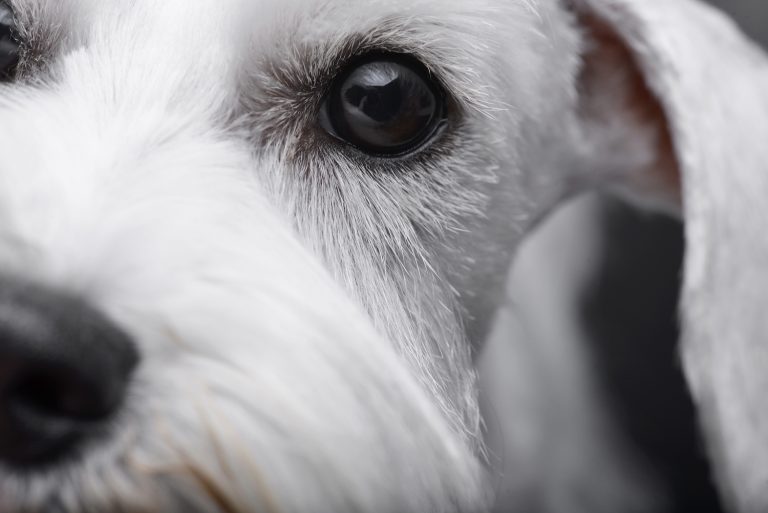 dog eye