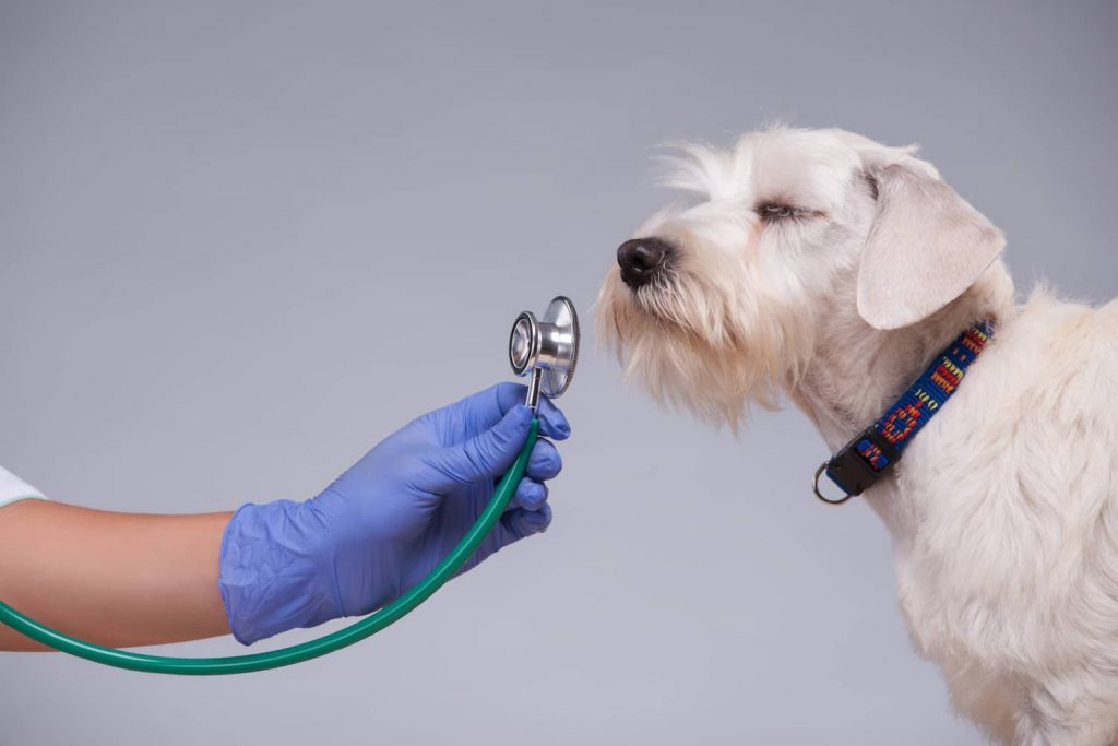 pulmonary hypertension in dogs