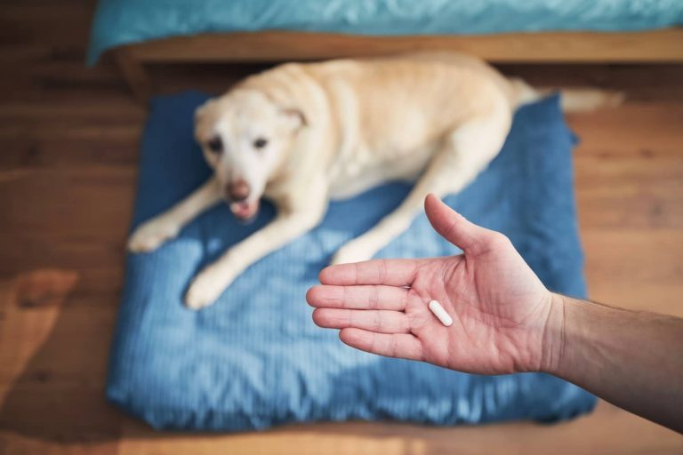 trazodone for dogs