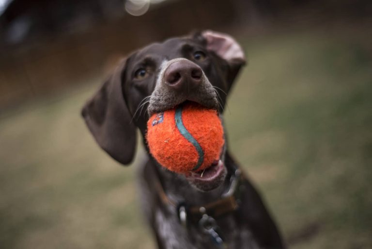 dog with ball