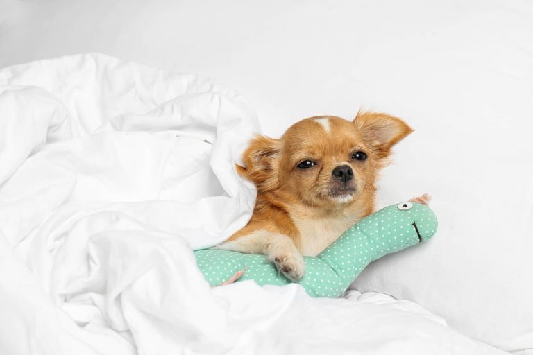 dog with hge
