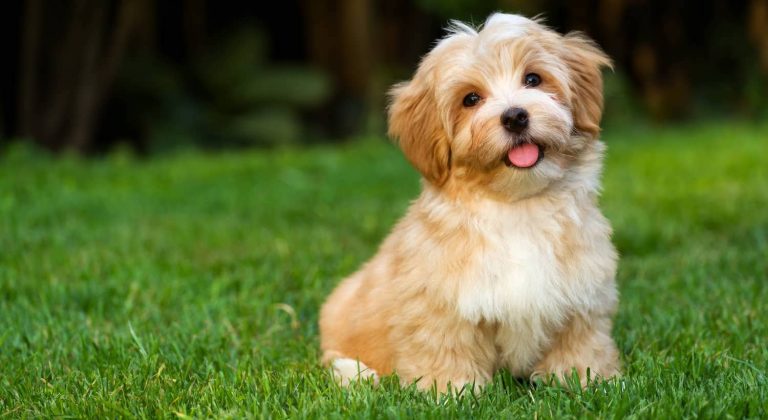 puppy in grass
