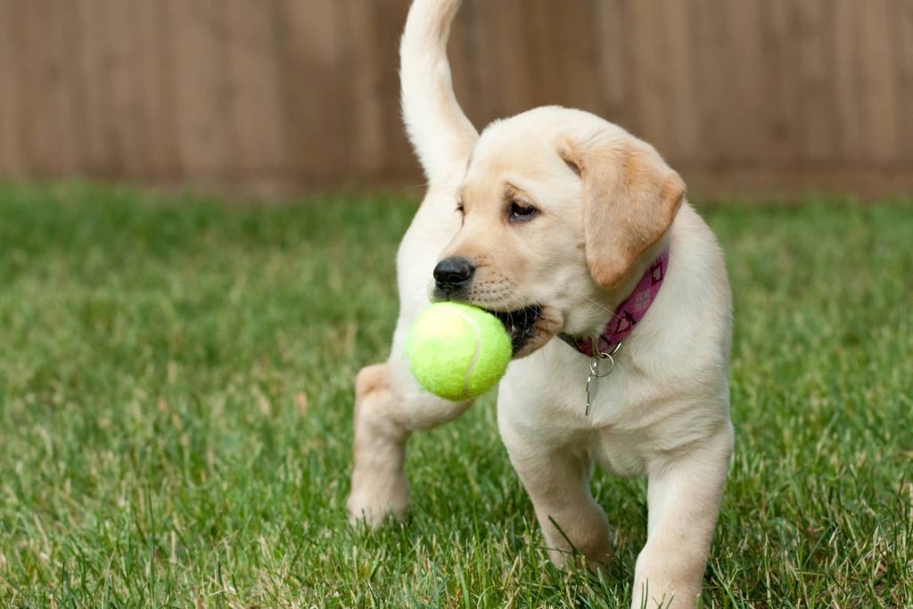puppy outside