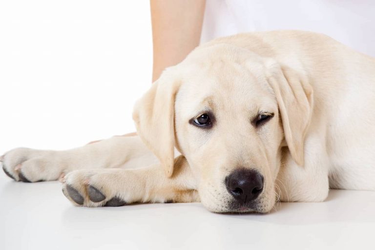 sick dog