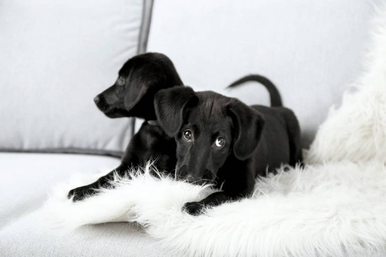 black labs