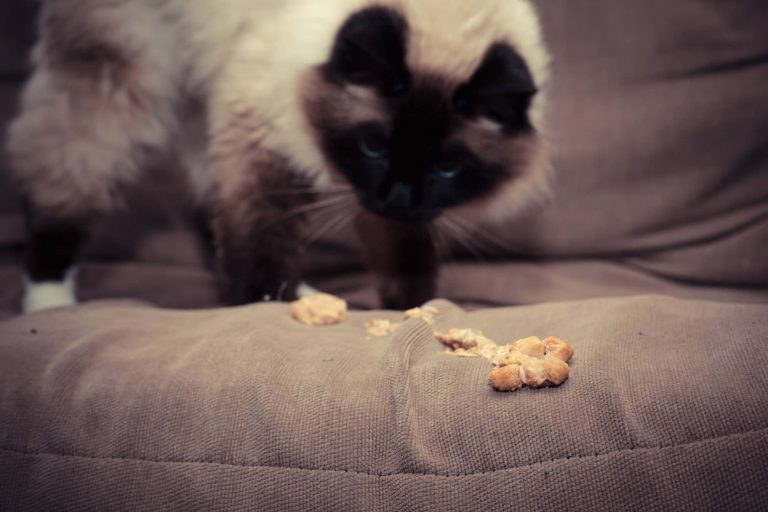 cat vomiting