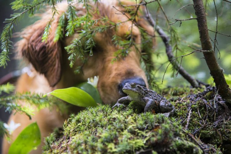 toad poisoning in dogs