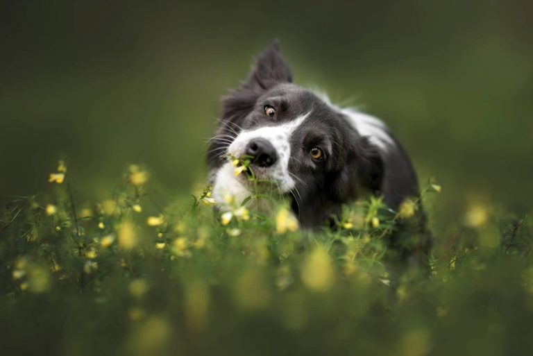 dog eating grass