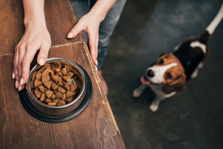 Foods For Dogs With Allergies